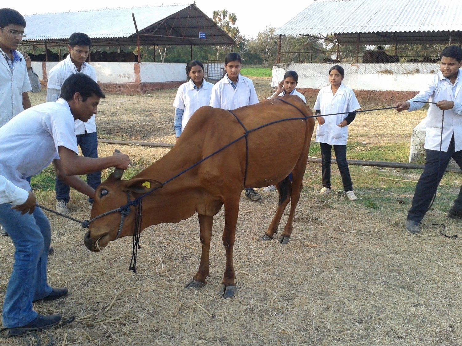 Students Casting The Animals During Practical